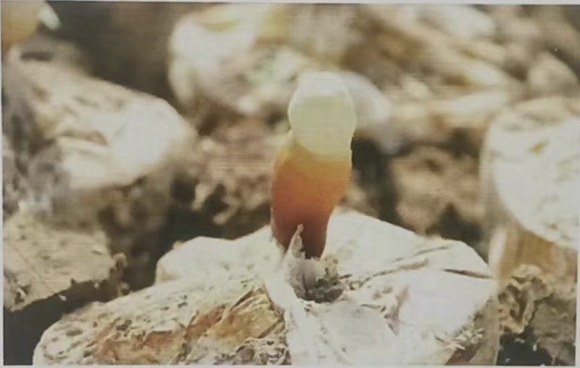 210231263.jpg WechatIMG1094.jpg